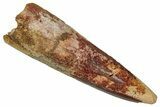 Fossil Spinosaurus Tooth - Real Dinosaur Tooth #353057-1